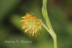 Allmania nodiflora